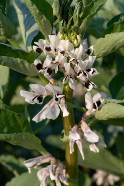 Geniş bir fasulye (vicia fabia) çiçeğinin üzerindeki çiçekleri kapat