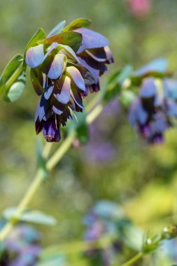 Bal otunun (serinthe major) çiçeklerinin açılışını kapat