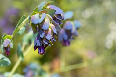 Bal otunun (serinthe major) çiçeklerinin açılışını kapat