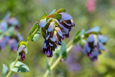 Bal otunun (serinthe major) çiçeklerinin açılışını kapat