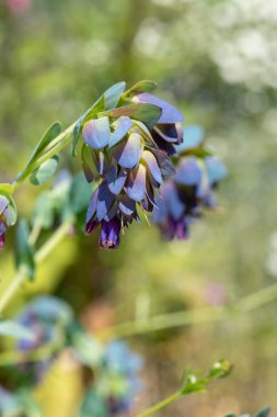 Bal otunun (serinthe major) çiçeklerinin açılışını kapat
