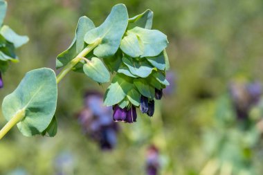 Bal otunun (serinthe major) çiçeklerinin açılışını kapat