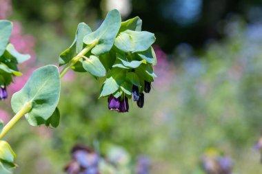 Bal otunun (serinthe major) çiçeklerinin açılışını kapat