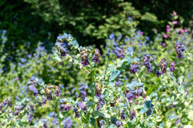 Bal otunun (serinthe major) çiçeklerinin açılışını kapat