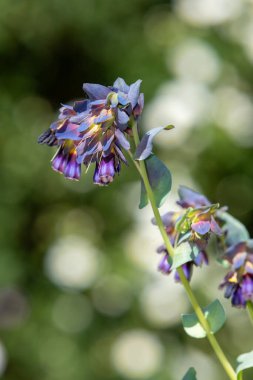 Bal otunun (serinthe major) çiçeklerinin açılışını kapat