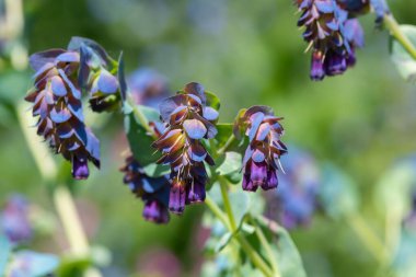 Bal otunun (serinthe major) çiçeklerinin açılışını kapat