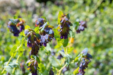 Bal otunun (serinthe major) çiçeklerinin açılışını kapat