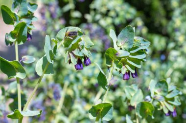 Bal otunun (serinthe major) çiçeklerinin açılışını kapat