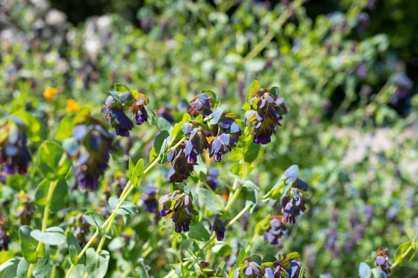 Stock image Close up of honeywort (cerinthe major) flowers in bloom