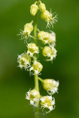 Close up of bigflower tellima (tellima grandiflora) flowers in bloom