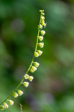 Close up of bigflower tellima (tellima grandiflora) flowers in bloom