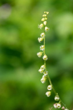 Close up of bigflower tellima (tellima grandiflora) flowers in bloom