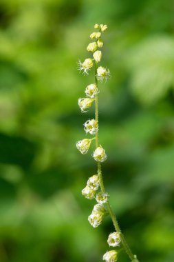 Close up of bigflower tellima (tellima grandiflora) flowers in bloom