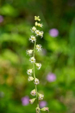 Close up of bigflower tellima (tellima grandiflora) flowers in bloom