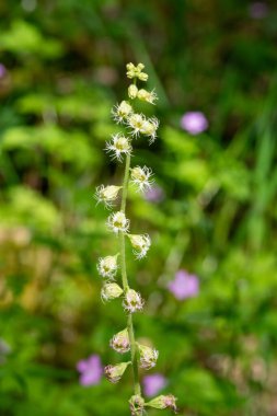Close up of bigflower tellima (tellima grandiflora) flowers in bloom