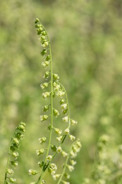 Close up of bigflower tellima (tellima grandiflora) flowers in bloom
