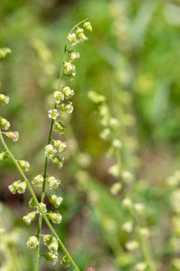 Close up of bigflower tellima (tellima grandiflora) flowers in bloom