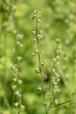 Close up of bigflower tellima (tellima grandiflora) flowers in bloom