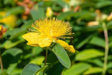 Çiçek açmış bir gül (hypericum calycinum) çiçeğine yaklaş