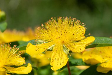 Çiçek açmış bir gül (hypericum calycinum) çiçeğine yaklaş
