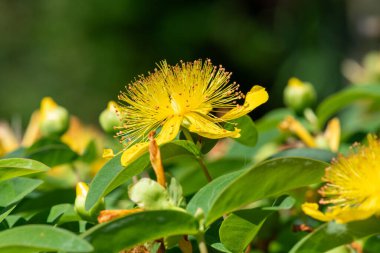 Çiçek açmış bir gül (hypericum calycinum) çiçeğine yaklaş
