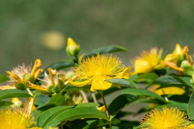Çiçek açmış bir gül (hypericum calycinum) çiçeğine yaklaş