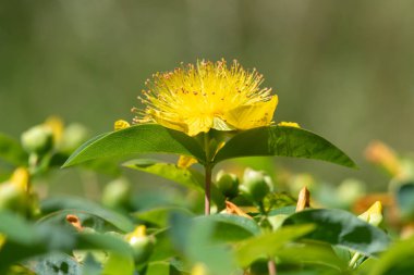Çiçek açmış bir gül (hypericum calycinum) çiçeğine yaklaş