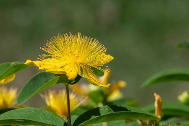Çiçek açmış bir gül (hypericum calycinum) çiçeğine yaklaş