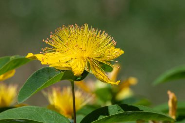 Çiçek açmış bir gül (hypericum calycinum) çiçeğine yaklaş