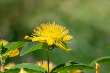 Çiçek açmış bir gül (hypericum calycinum) çiçeğine yaklaş