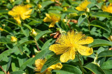 Çiçek açmış bir gül (hypericum calycinum) çiçeğine yaklaş