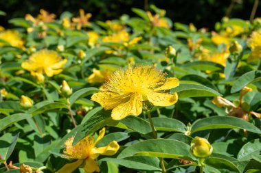 Çiçek açmış bir gül (hypericum calycinum) çiçeğine yaklaş