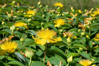 Çiçek açmış bir gül (hypericum calycinum) çiçeğine yaklaş
