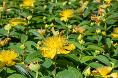 Çiçek açmış bir gül (hypericum calycinum) çiçeğine yaklaş