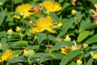 Çiçek açmış bir gül (hypericum calycinum) çiçeğine yaklaş