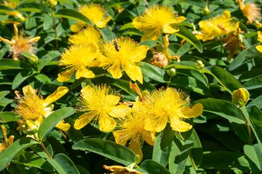 Sharon 'un Gülü' nün (hypericum calycinum) çiçekleri çiçek açarken yakın plan