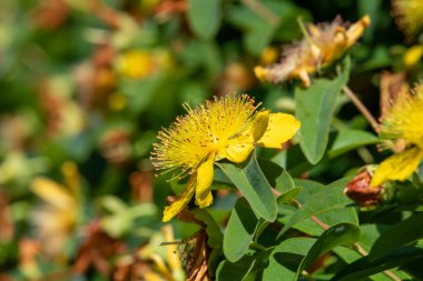 Sharon 'un Gülü' nün (hypericum calycinum) çiçekleri çiçek açarken yakın plan