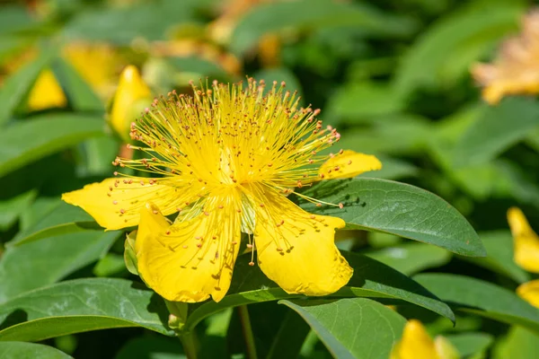 Çiçek açmış bir gül (hypericum calycinum) çiçeğine yaklaş