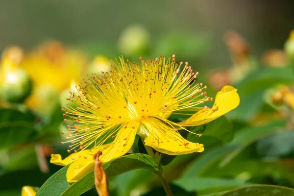Çiçek açmış bir gül (hypericum calycinum) çiçeğine yaklaş