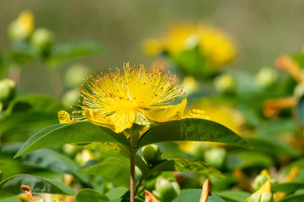 Çiçek açmış bir gül (hypericum calycinum) çiçeğine yaklaş