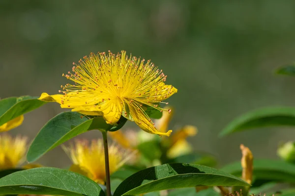 Çiçek açmış bir gül (hypericum calycinum) çiçeğine yaklaş