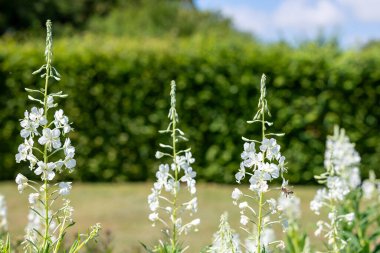 Çiçekler açan beyaz ateş otlarını (chamaenerion angusifolium) kapatın