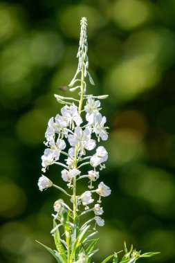 Çiçekler açan beyaz ateş otlarını (chamaenerion angusifolium) kapatın
