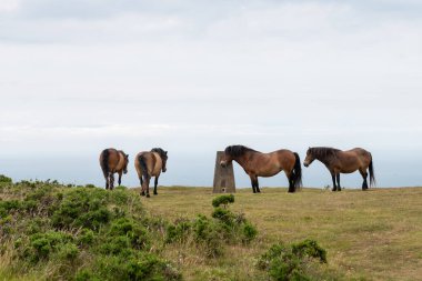 Exmoor Ulusal Parkı 'ndaki Countisbury Tepesi' nin tepesindeki midilliler