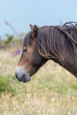 Exmoor Ulusal Parkı 'ndaki Countisbury Tepesi' nin tepesindeki Exmoor midillisinin kafasından.