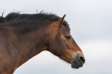 Exmoor Ulusal Parkı 'ndaki Countisbury Tepesi' nin tepesindeki Exmoor midillisinin kafasından.