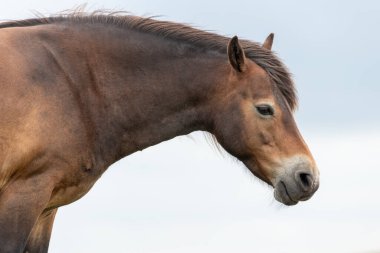 Exmoor Ulusal Parkı 'ndaki Countisbury Tepesi' nin tepesindeki Exmoor midillisinin kafasından.