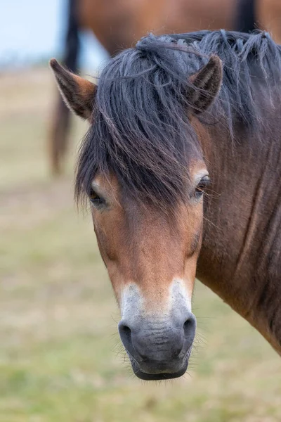 Kopfschuss Eines Exmoor Ponys Auf Dem Gipfel Des Countisbury Hill — Stockfoto