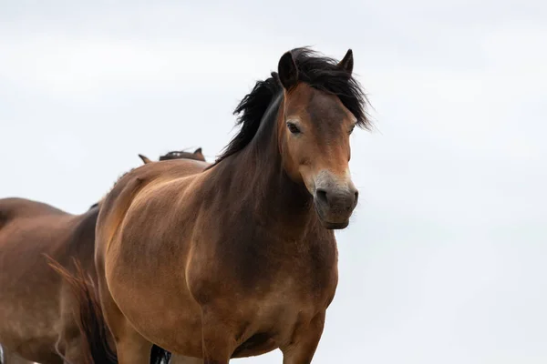 Porträt Eines Exmoor Ponys Auf Dem Gipfel Des Countisbury Hill — Stockfoto