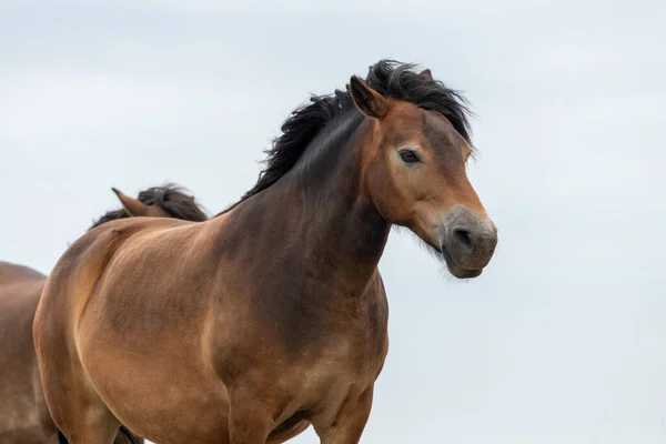 Porträt Eines Exmoor Ponys Auf Dem Gipfel Des Countisbury Hill — Stockfoto